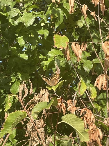 Speckled Wood