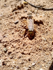 Opomydas townsendi