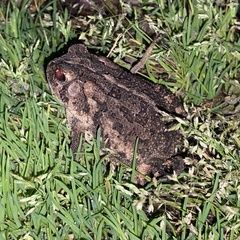 Anaxyrus terrestris