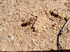 Opomydas townsendi