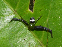 Synema revolutum