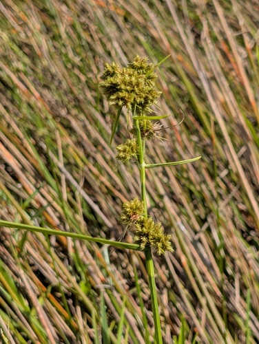 Fuirena umbellata observed 2026-10-03