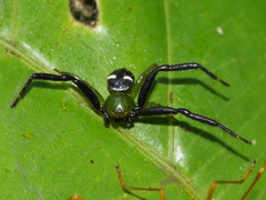Synema revolutum