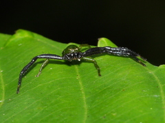 Synema revolutum