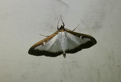 Cydalima perspectalis