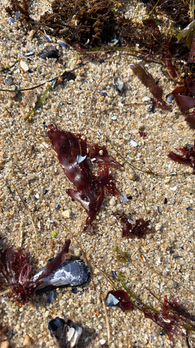 Cryptopleura observed 2026-10-05