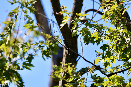Eastern Wood-Pewee