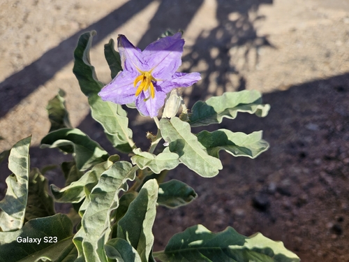 silverleaf nightshade