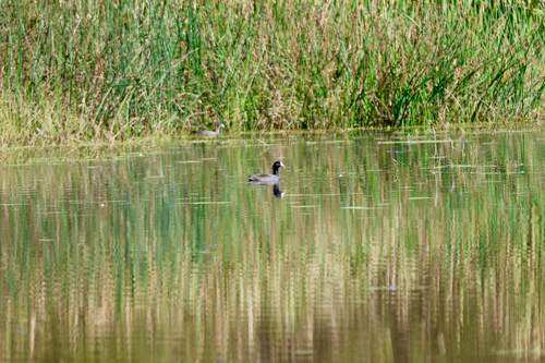 American Coot