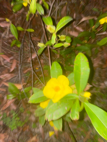 Climbing Guinea flower