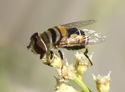 Single-banded Plushback