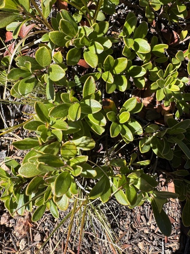 bearberry