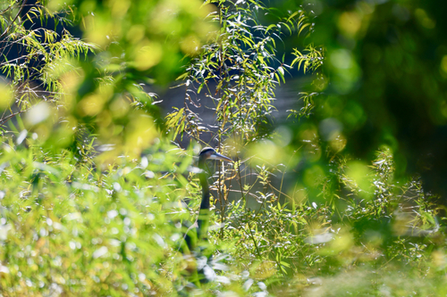 Great Blue Heron