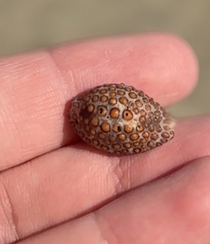 Jenneria pustulata observed 2026-10-05