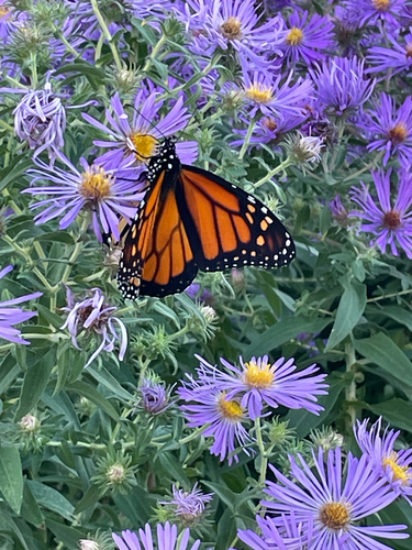 Monarch