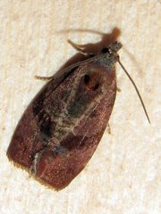 Evora hemidesma