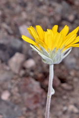 Enceliopsis nudicaulis