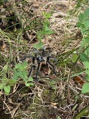 Phrixotrichus vulpinus