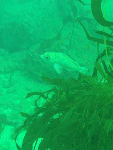 Kelp Rockfish