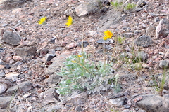 Enceliopsis nudicaulis