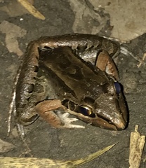 Leptodactylus bolivianus