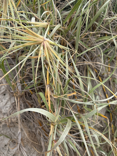 Spinifex hirsutus observed 2026-10-05
