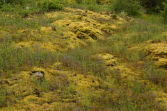 Collinsia grandiflora