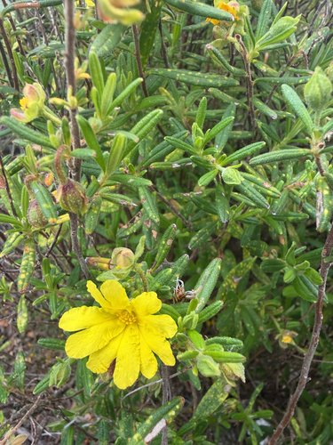 Hibbertia furfuracea observed 2026-10-05