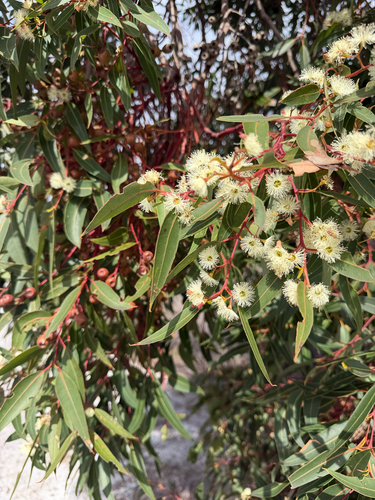 Eucalyptus marginata observed 2026-10-05