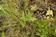 Sanicula graveolens
