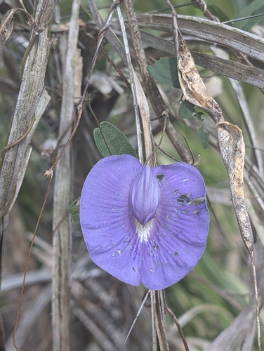 Centrosema brasilianum, 2026-10-03
