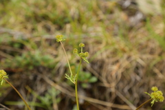 Sanicula graveolens