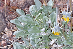 Enceliopsis nudicaulis