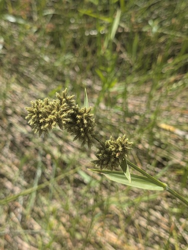 Fuirena umbellata observed 2026-10-03