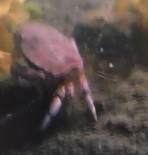 Atlantic Rock Crab