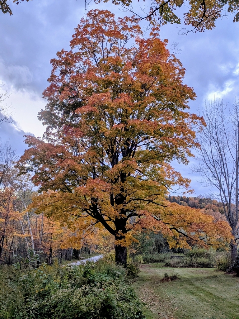 A big maple almost wholly orange beside a lawn, with an orange hillside behind it and a bare tree to one side.