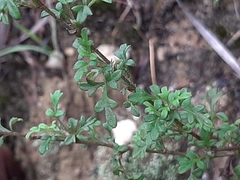 Xanthosia