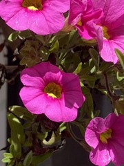 Petunia × atkinsiana