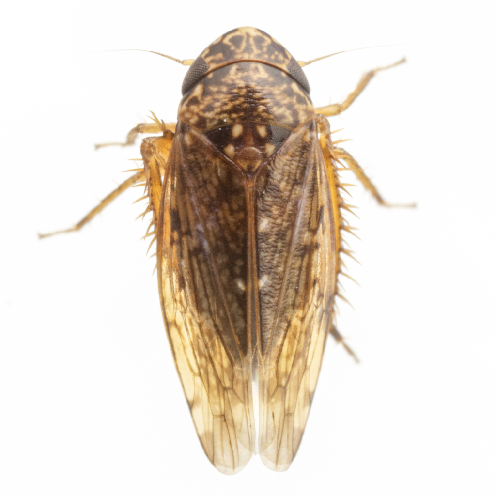 Xestocephalus tucsoni