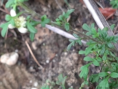 Xanthosia