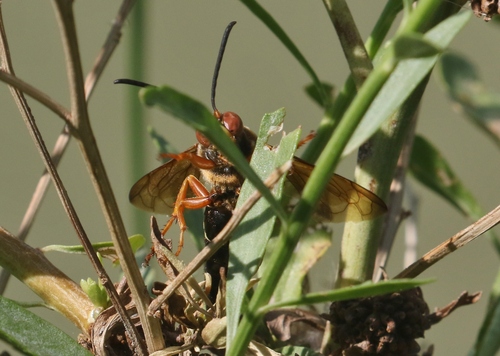 Western Cicada-killer Wasp