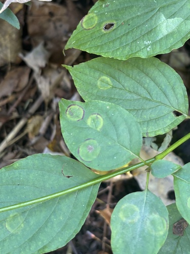 Dogwood Eyespot Gall Midge