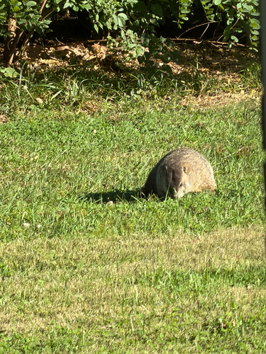 Groundhog