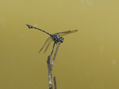 Ictinogomphus decoratus