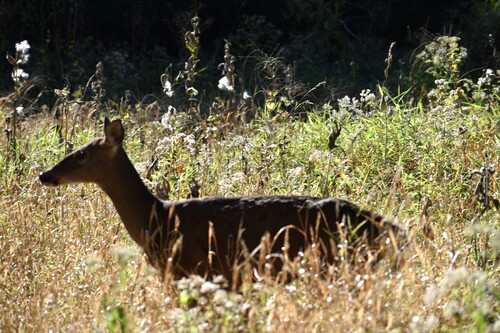 White-tailed Deer