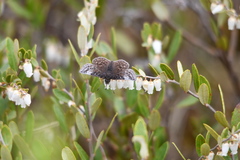 Erynnis icelus