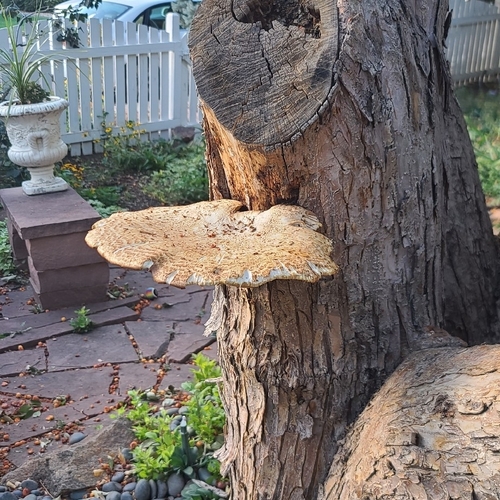 Dryad's Saddle