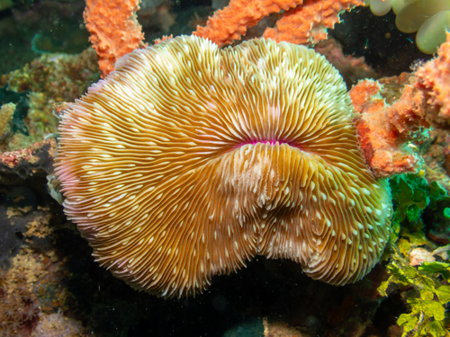 Lobactis scutaria observed 2026-10-03