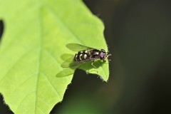Dasysyrphus intrudens