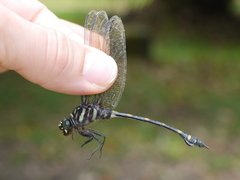 Ictinogomphus decoratus